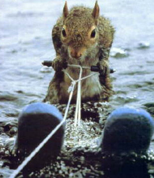 squirrel_waterski.jpg