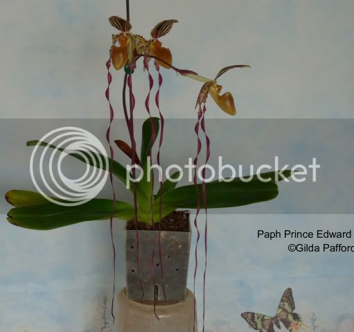 orchids_dec09-05.jpg