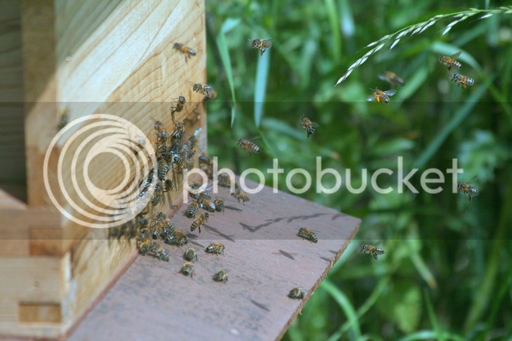 Honey%20bees%20154_zpsmh0spjvy.jpg