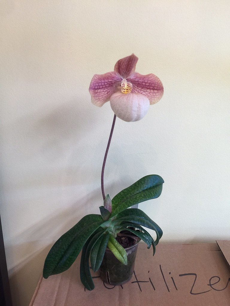 paph. Liberty Taiwan | Slippertalk Orchid Forum