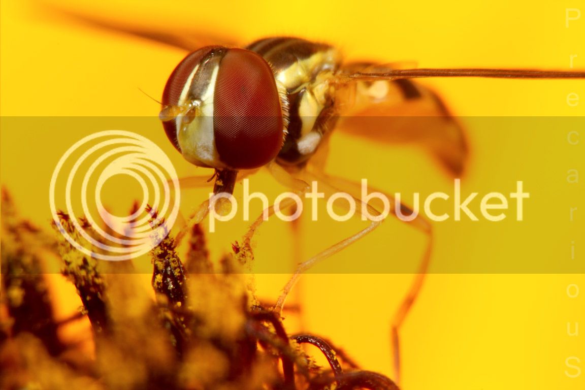 BeeFly_9908-sm.jpg