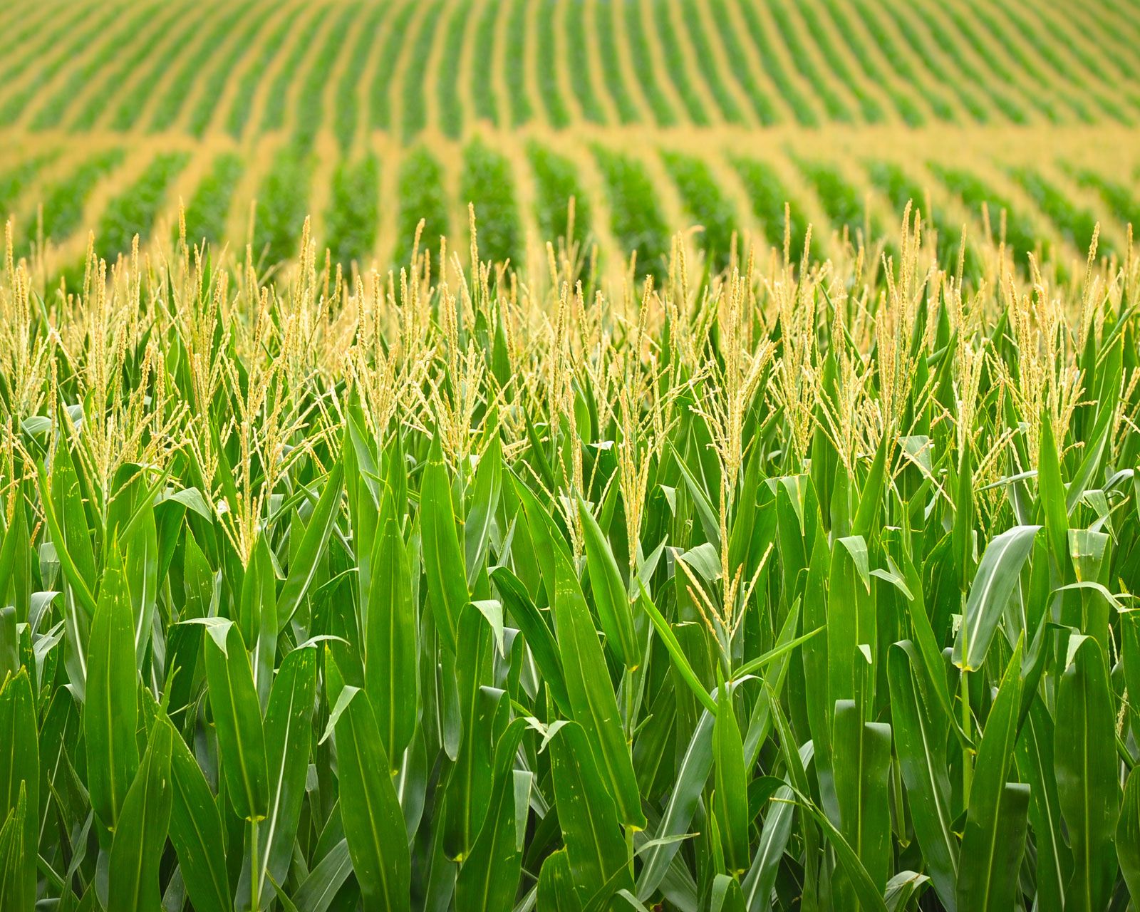 Rows-corn-field-Nebraska.jpg
