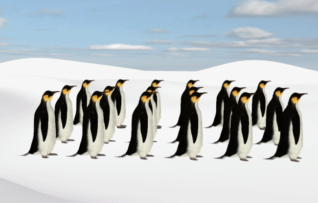 penguins-turning_orig.gif