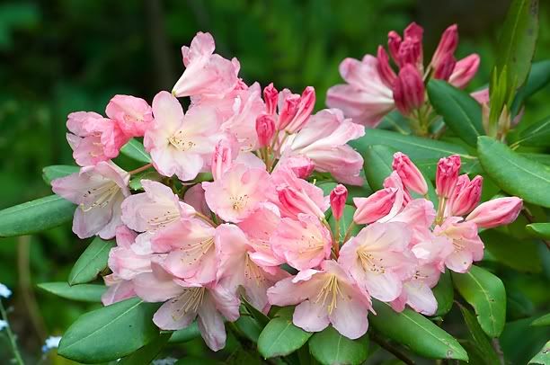 RhododendronBali3_web.jpg