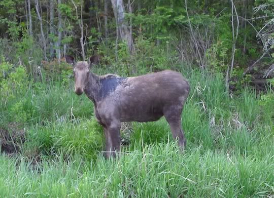 P1010242-moose.jpg