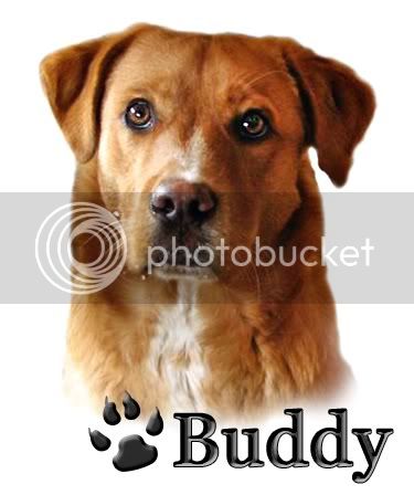 BuddybyGeri-Copy.jpg