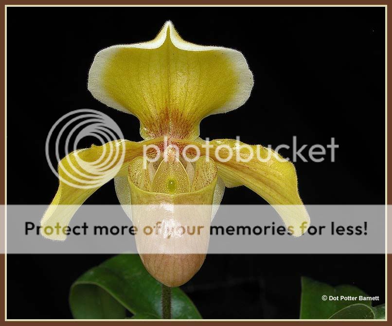 Paph_InCharmTopaz.jpg