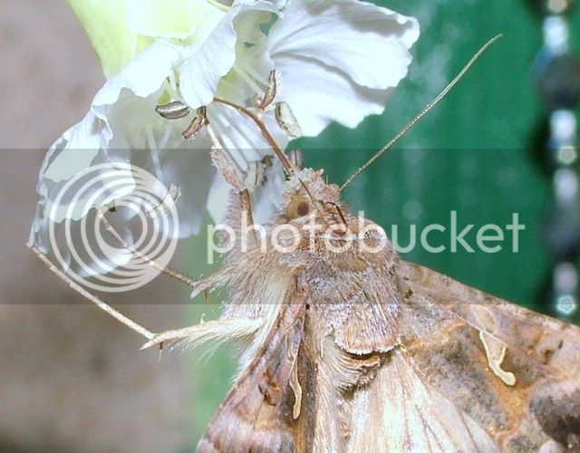 moth%20at%20cottege%20002-1_zpsplwec7xe.jpg