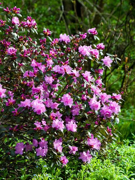 RhododendronPJM2_web.jpg