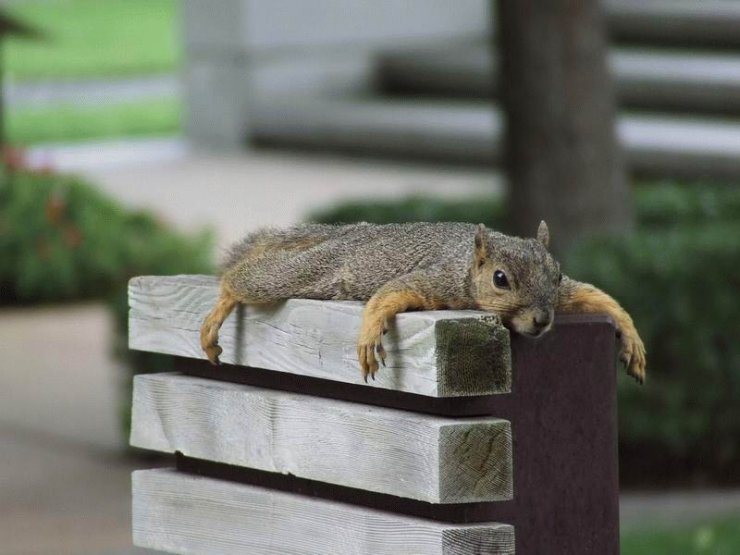 01_squirrels_56802.jpg