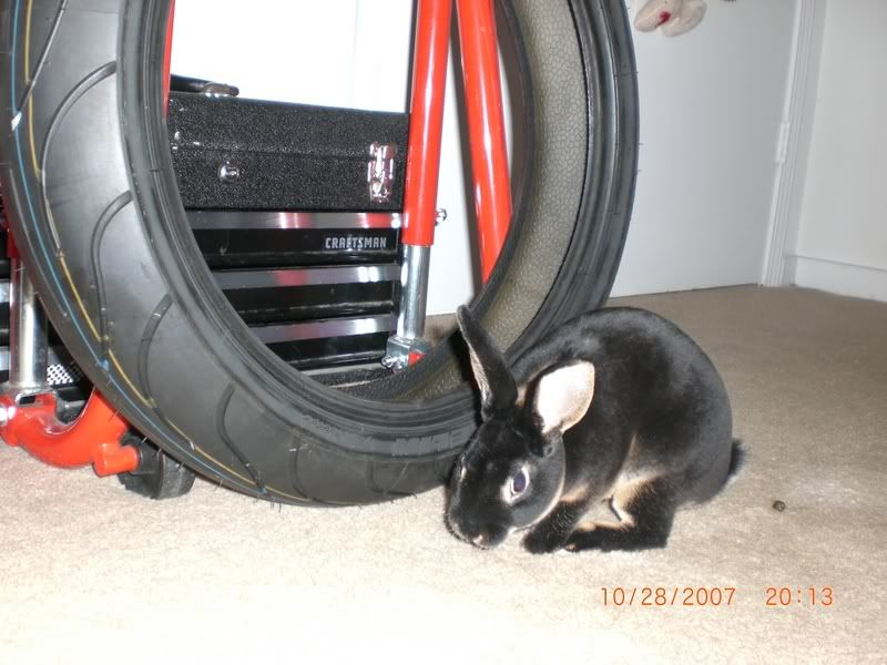 Rabbit102807012.jpg