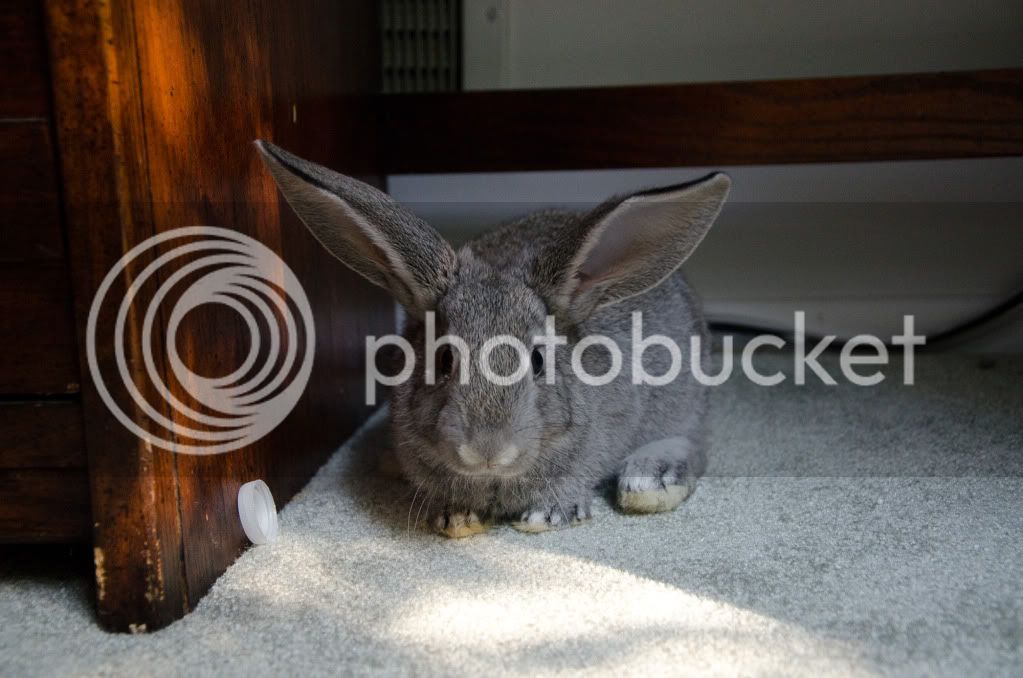 Bunny-2.jpg