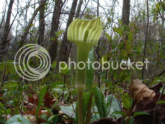 Wildflowers21JackInthePulpit.jpg