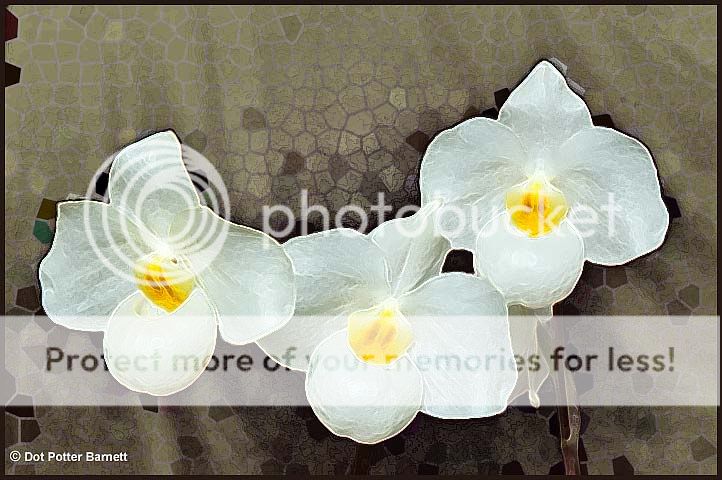 Paph_ArmeniWhite-3flowers-manip.jpg