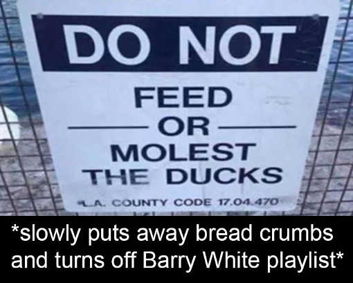 dont-feed-or-molest-ducks-puts-away-bread-barry-white-playlist.jpg