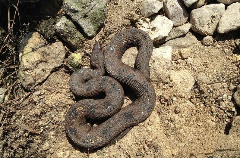 Brown_water_snake_%28Nerodia_taxispilota%29_Central_Florida.jpg