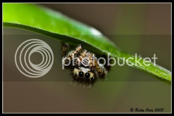 Jumpingspider02.jpg