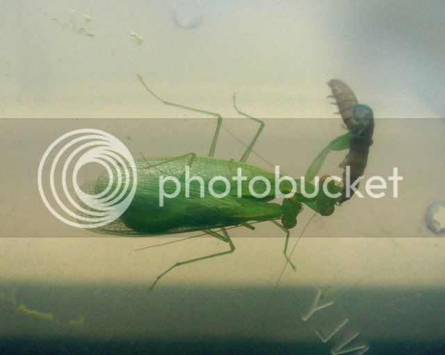 tropidomantis_mating5.jpg