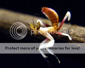 OrchidMantis-1.jpg