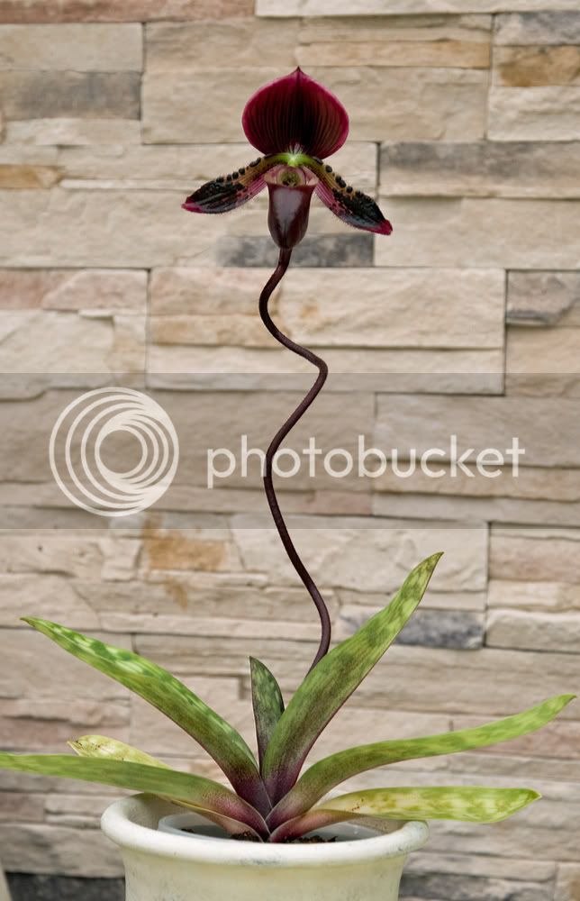 Paph-Maudie-Vincolor.jpg