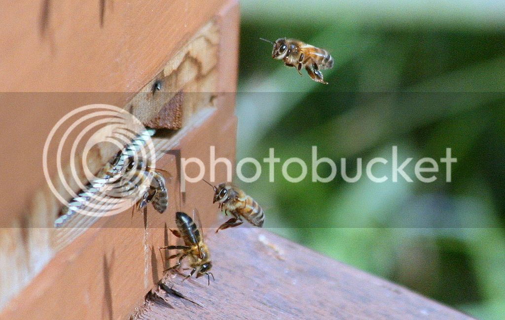 Bees%20and%20wasps%20035_zpsoqp4hzzr.jpg