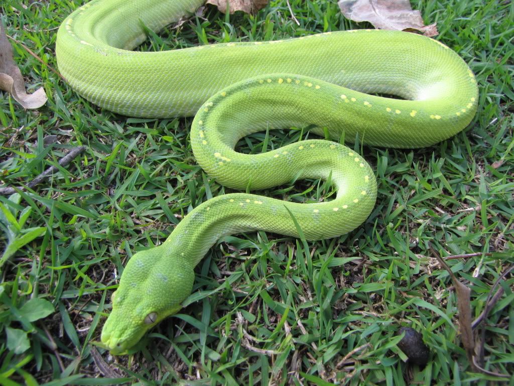 snakes015.jpg