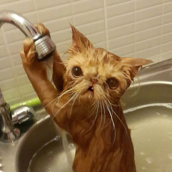 cat-loves-water-bath-10__605.jpg