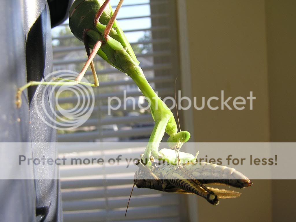 mantids284.jpg