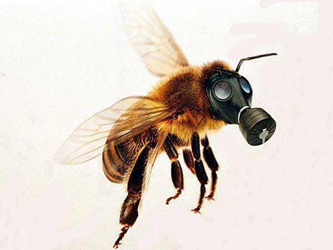 gas-masked-bee.jpg