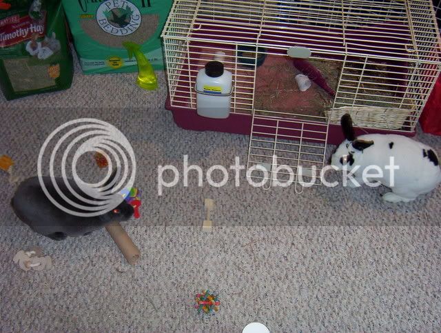 Bunnies078.jpg