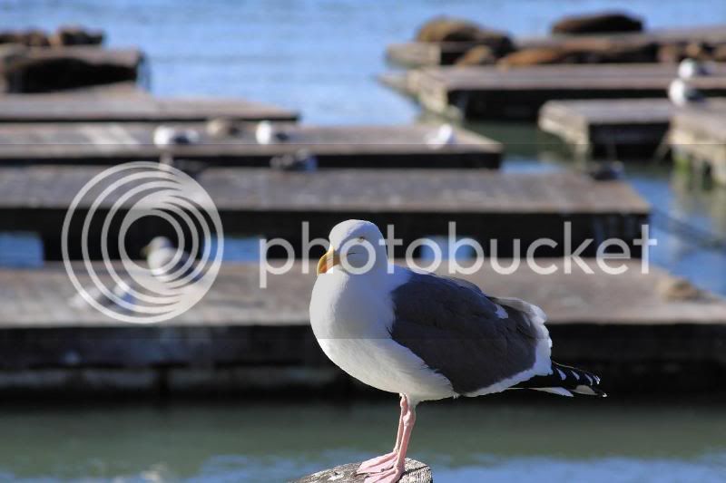 pier39a.jpg