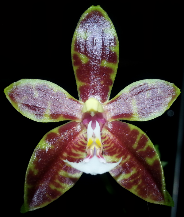 Phal_Mannosa_RB1672_2a.png