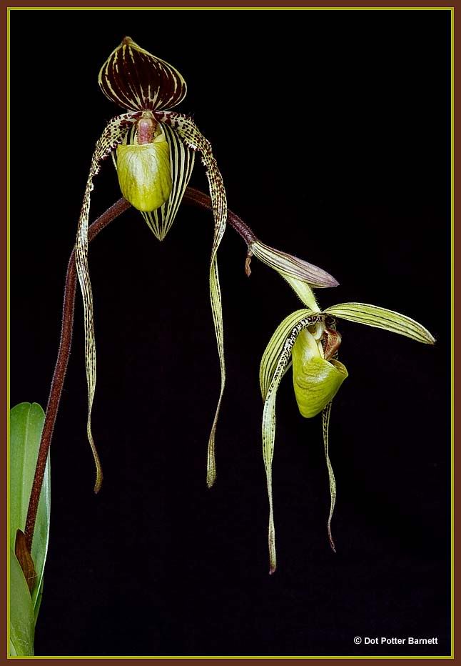 Paph_philippinensexPEOY.jpg