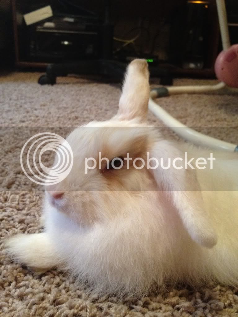 rabbit3.jpg