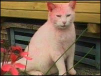 _40765256_pink_cat_203.jpg