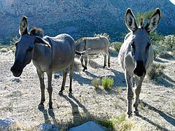 250px-Wild_Burros.jpg