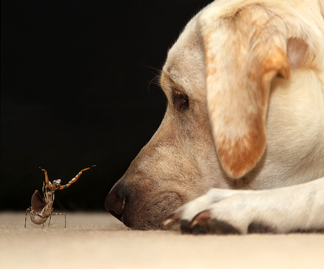 Mantis-Tries-To-Scare-Dog.jpg