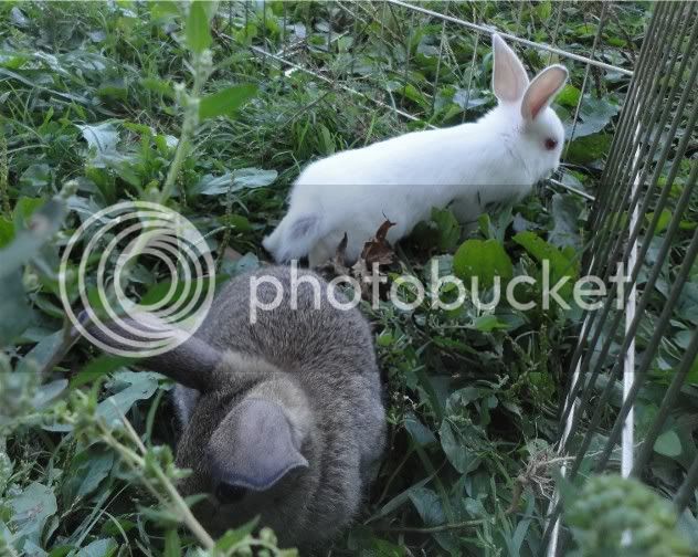 minilopkits5wkswhitenagouti.jpg