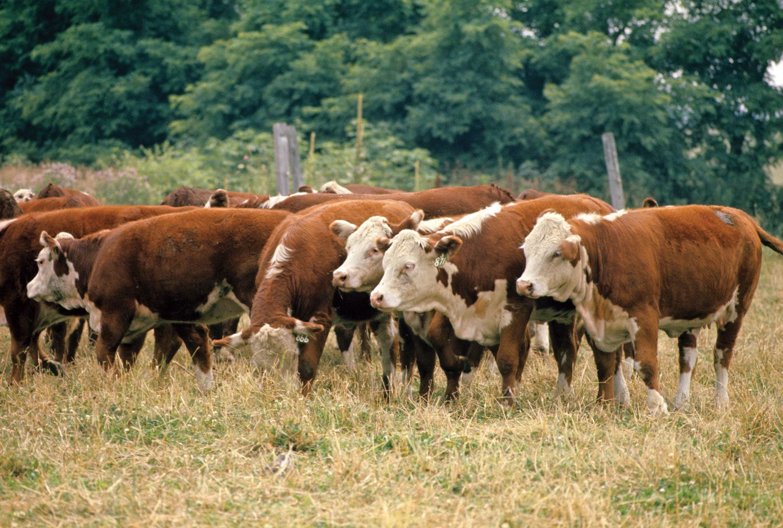 Hereford-beef-cattle.jpg