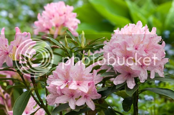 Rhododendronvernus2_web.jpg