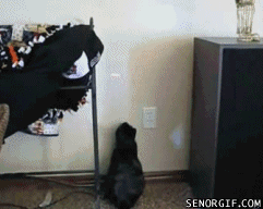 funny-pictures-gif-cat-laser-pointer.gif