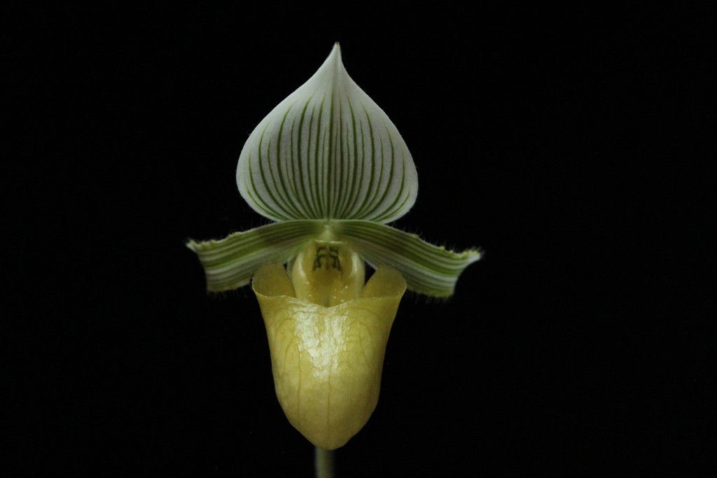 Paph%20hennisianum%20fma%20album1_zpshn4k1fru.jpg