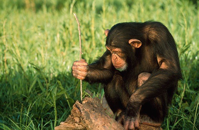 Chimpanzee1.jpg