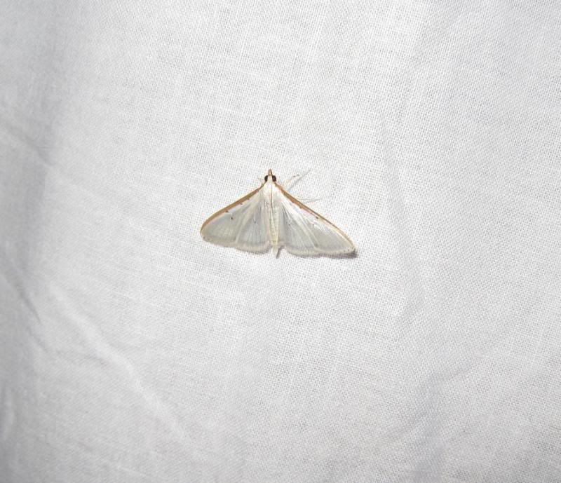 moth7.jpg