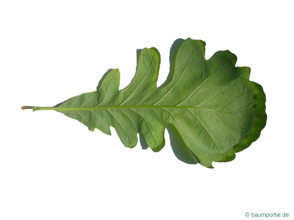 bur-oak-leaf-underside.jpg
