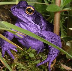 16-purple-frog.jpg