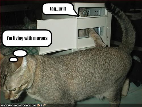 funny-pictures-one-cat-does-not-enj.jpg