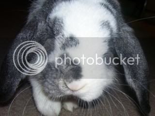 Bunnypictures-Leanne009.jpg