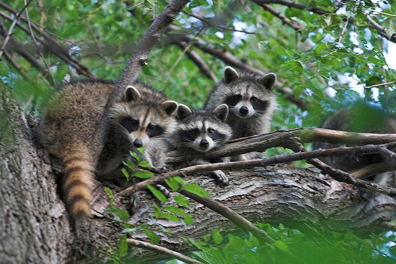 800px-Three_raccoons_in_a_tree.jpg