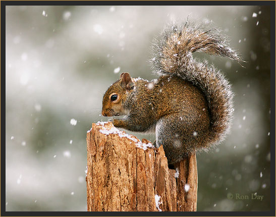 Squirrel-in-Snow-RDP.jpg